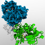 Enzyme Deficiency
