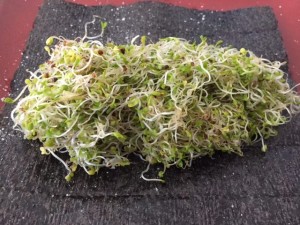 Broccoli sprouts meal candida