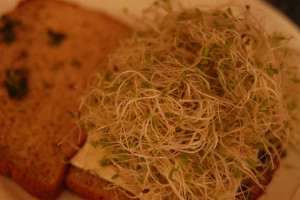 alfalfa sprouts bread candida
