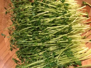 pea shoots candida